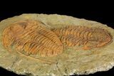 Two Large Hamatolenus vincenti Trilobites - Tinjdad, Morocco #139772-2